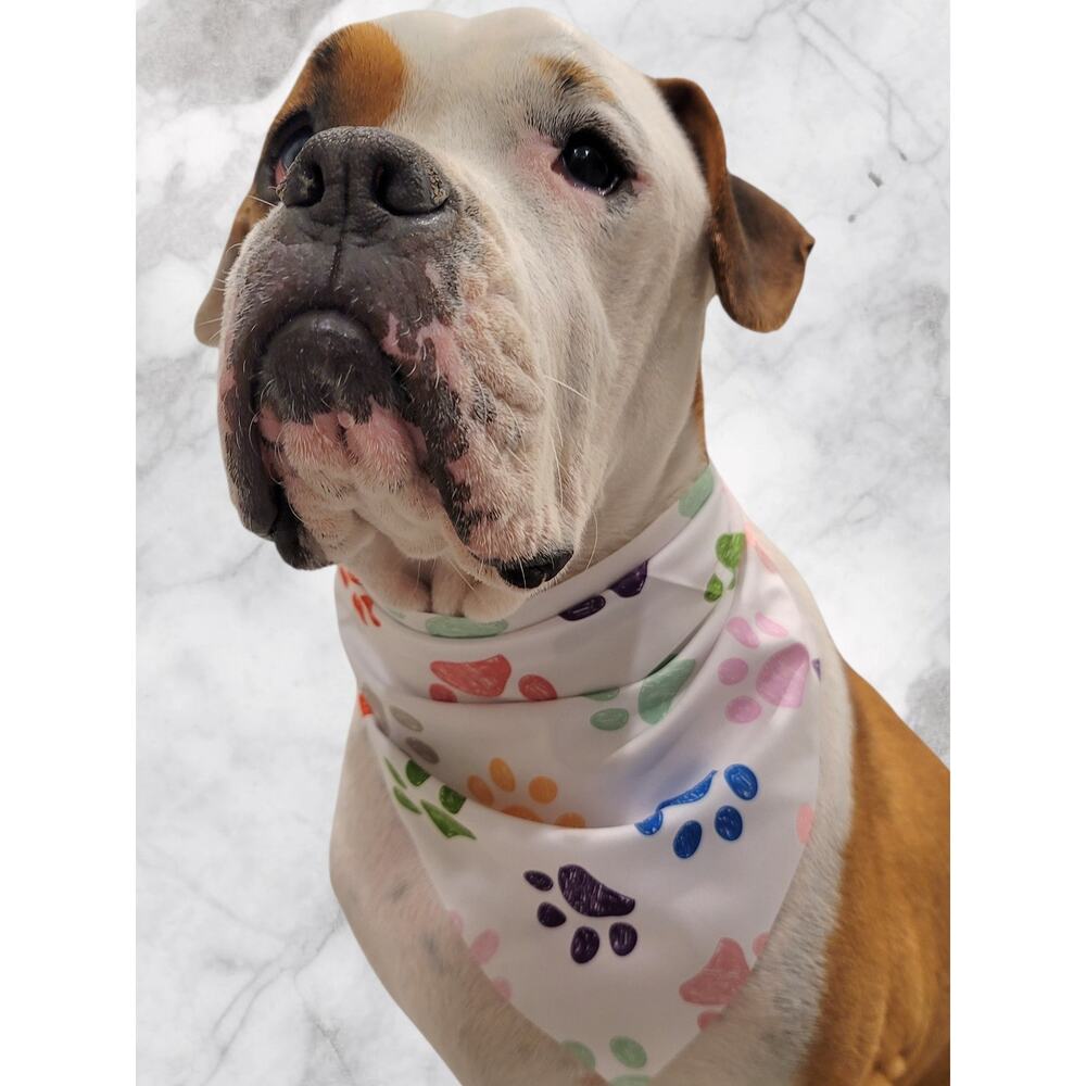 White Pet Bandana Colorful Paw Print